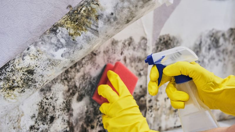 Stain and Mold Removal